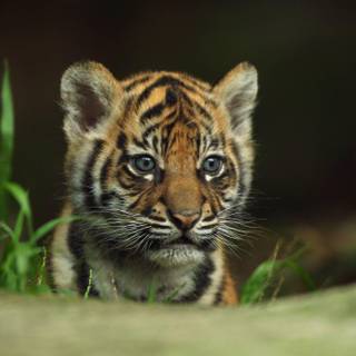 Tiger pups wallpaper