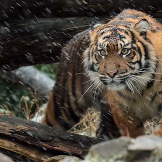 Tiger pups wallpaper