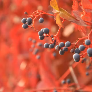 Autumn berries wallpaper