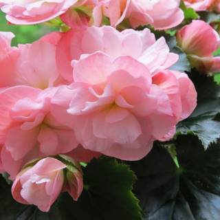 Begonia flowers wallpaper