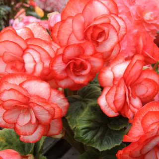 Begonia flowers wallpaper