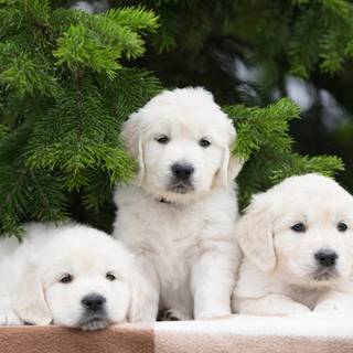 Little puppies wallpaper