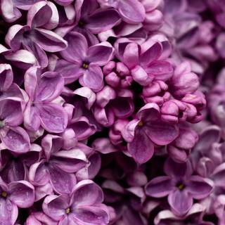 HD lilac wallpaper