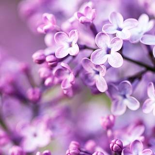 HD lilac wallpaper