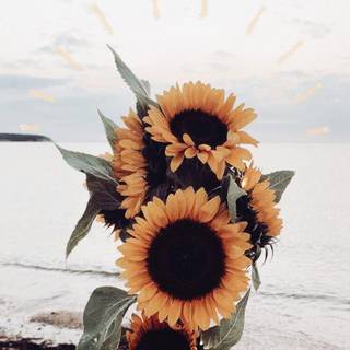 VSCO flowers wallpaper