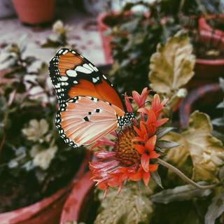 VSCO flowers wallpaper