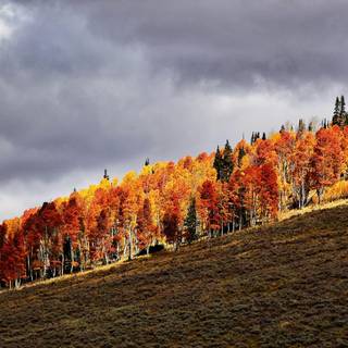 Autumn in countryside wallpaper