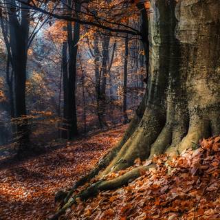 Autumn in Germany wallpaper