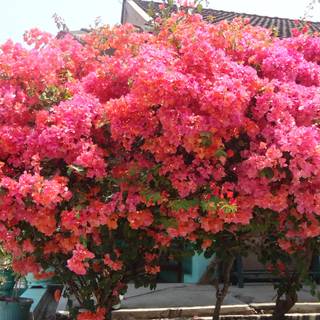 Bougainvillea wallpaper