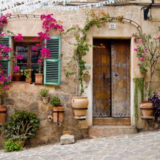 Bougainvillea wallpaper