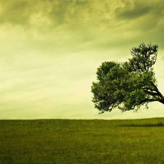 We love trees wallpaper