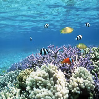 Reef Island wallpaper