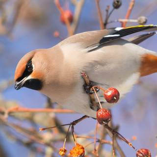 Cedar waxwings wallpaper