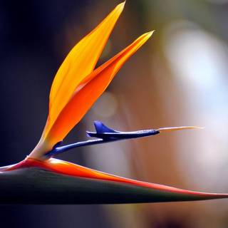 Bird of paradise flower wallpaper