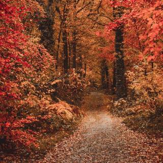 Autumn forest path wallpaper