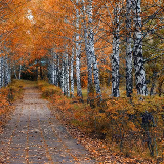 Autumn forest path wallpaper