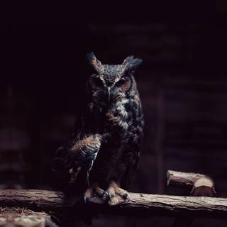 Great horned owl wallpaper