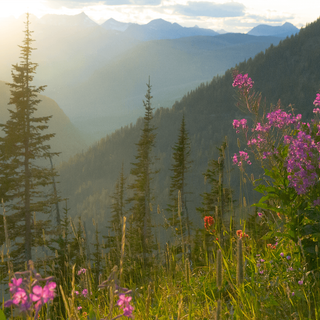 Wilderness playground wallpaper