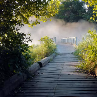 Wooden walkway wallpaper