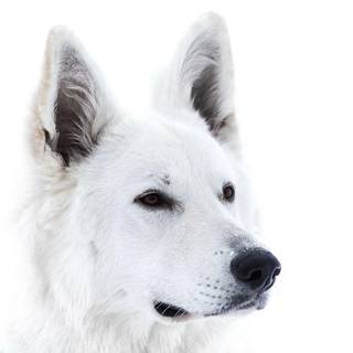 White and black dogs wallpaper