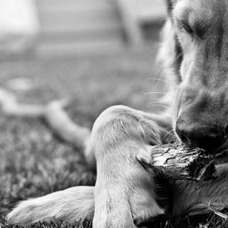 White and black dogs wallpaper