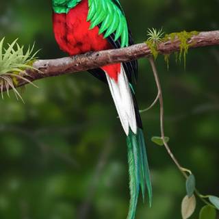 Quetzal wallpaper