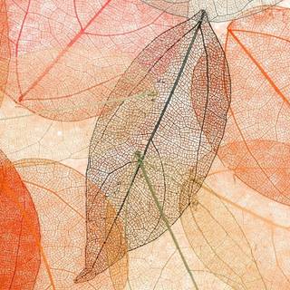 Abstract transparent wallpaper