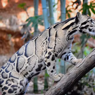 Mountain cats wallpaper