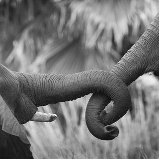 Love wildlife wallpaper