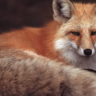 Fox and butterfly wallpaper