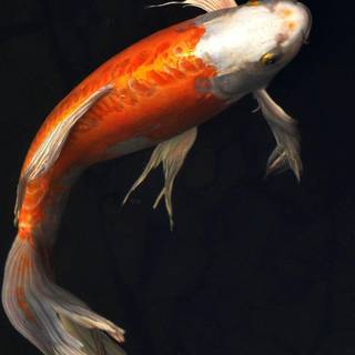 Molly fish wallpaper