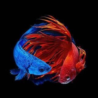 Molly fish wallpaper