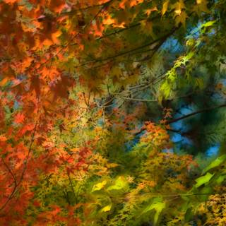 Blending colors wallpaper