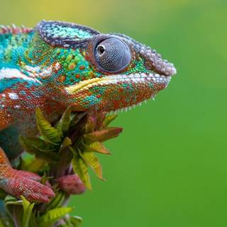Cute chameleon wallpaper