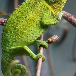 Cute chameleon wallpaper