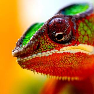 Cute chameleon wallpaper
