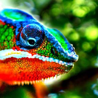 Cute chameleon wallpaper