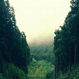 Rain forest tumblr wallpaper