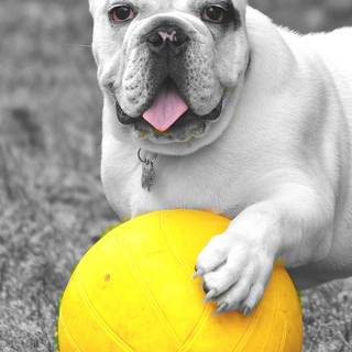 Bulldogs phone wallpaper