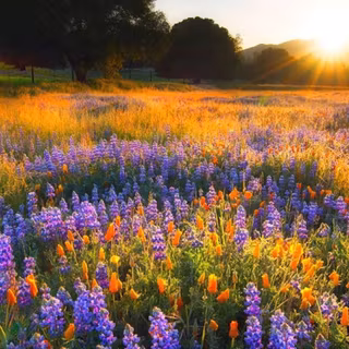 iPhone nature wallpaper