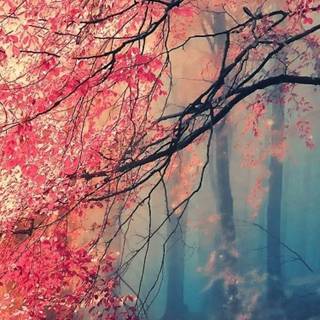 iPhone nature wallpaper