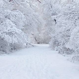 Phobia tumblr wallpaper