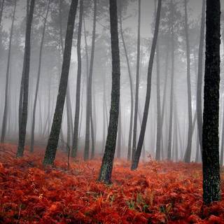 Misty autumn forest wallpaper