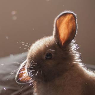 Rabbit phone wallpaper