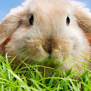 Rabbit phone wallpaper