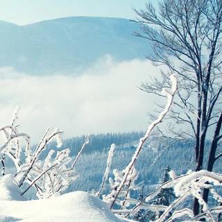 Last King iPhone 7 wallpaper