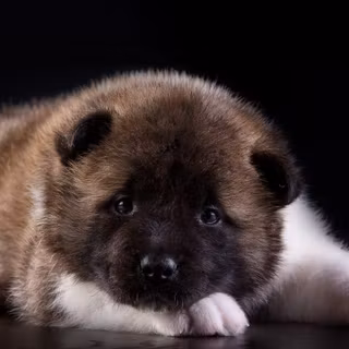 American Akita wallpaper