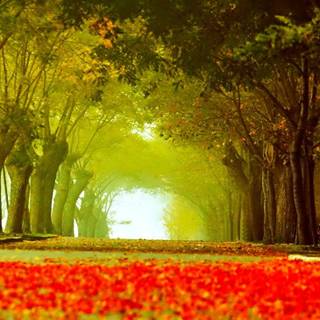 Autumn avenue wallpaper