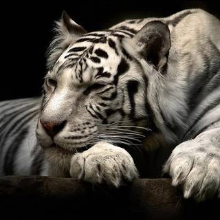 White tiger animal wallpaper