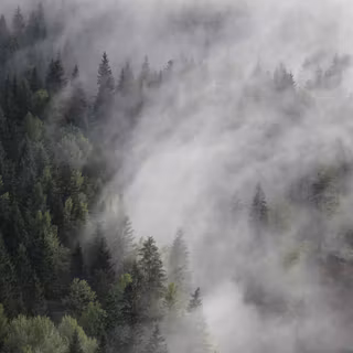 Green pine tree forest wallpaper